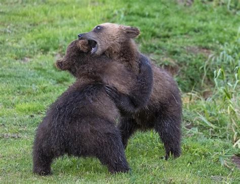 Premium Photo | Two brown bear cubs playing