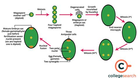 Megasporangium: Definitions, Angiosperms, Functions, Types, Structure, and Megasporogenesis ...