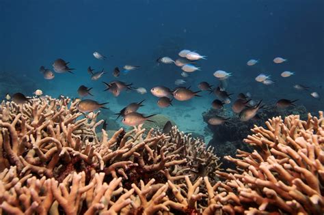 'Coral IVF' to restore Australia's Great Barrier Reef | World Economic Forum