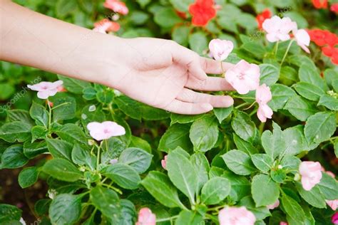 Hand reaching to pick a flower — Stock Photo © mjth #45207299