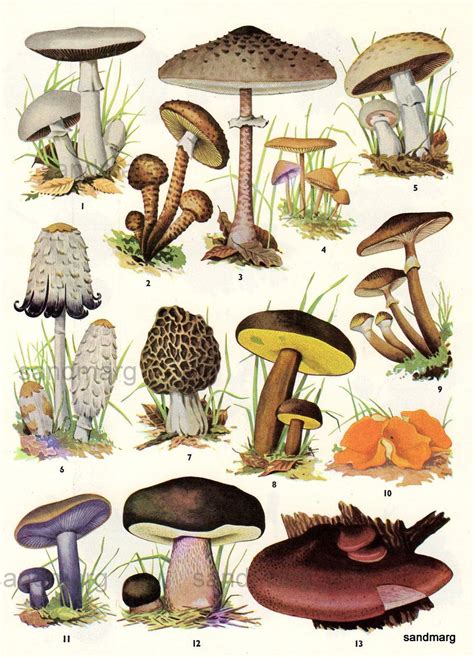 1967 Chart of Edible Mushrooms #growingediblemushrooms | Stuffed mushrooms, Edible mushrooms ...