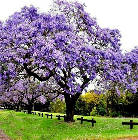 100Pcs Royal Empress Tree Seeds (Paulownia tomentosa), Easy to grow ...