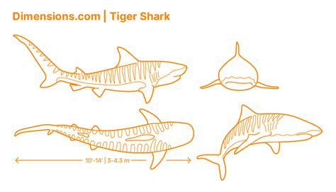 Megamouth Shark Dimensions & Drawings | Dimensions.com