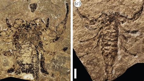 Fossil reveals Ontario scorpion walked on land | CTV News