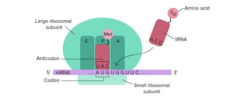 Where does a tRNA bind to a mRNA? | Socratic