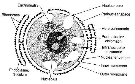 Nuclear Membrane: Definition, Parts, Structure, Function