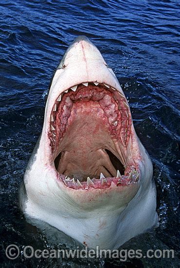 Great White Shark with open jaws Photo