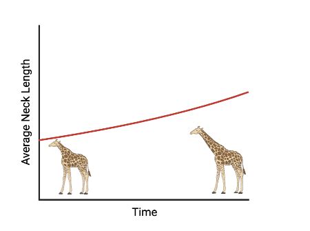 The Average Length of a Giraffe’s Neck: Exploring Variations in Size and Factors Affecting it ...