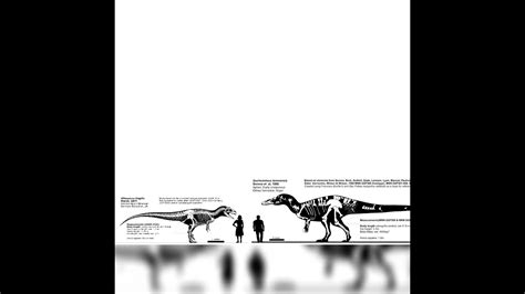 Allosaurus And Suchomimus Size Comparison - YouTube