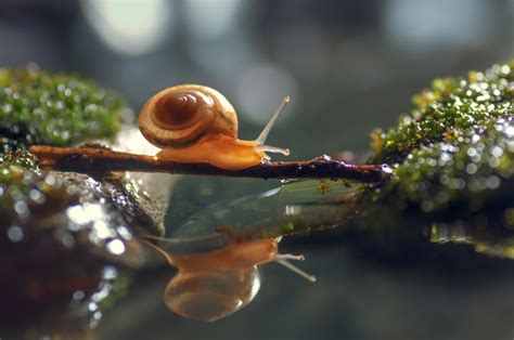 How a snail’s shell gets its twist | PBS News