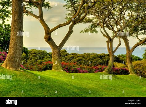 Trees and ocean view at Four Seasons. Lanai, Hawaii Stock Photo - Alamy