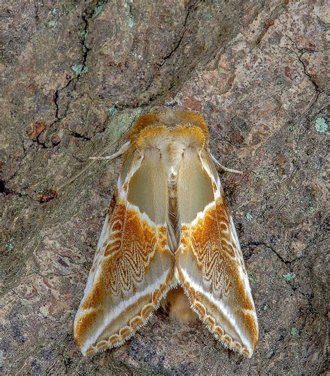 moth, buff-arches, wings, summer, wildlife, antenna, colorful, nature, pattern, yellow, insect ...
