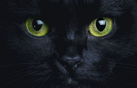 Pourquoi adopter un chat noir?