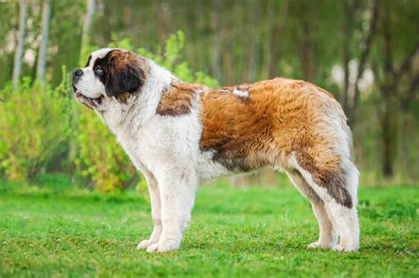 Mini St. Bernard: 14 Reasons To Own Or Not Own It