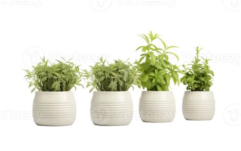 Herbs in Ceramic Pots On Transparent Background 42585288 PNG
