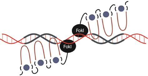 Schematic representation of zinc finger nuclease interactions with DNA ...