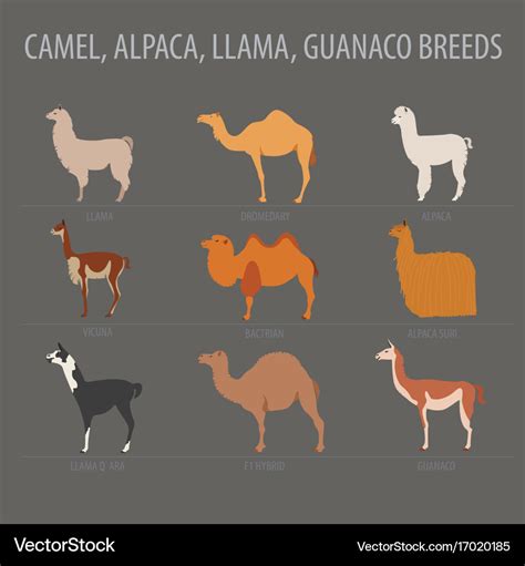 List 94+ Pictures Llamas Alpacas Guanacos And Vicunas Are Relatives Of Stunning