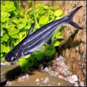 Pangasius catfish – Fish Tank Limited