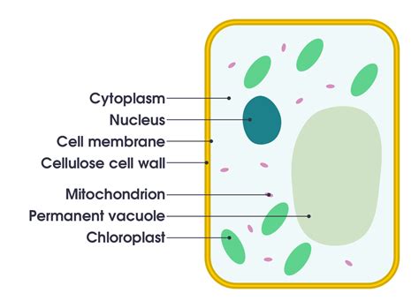 plant cell - simple english wikipedia, the free encyclopedia | Cell diagram, Plant cell diagram ...