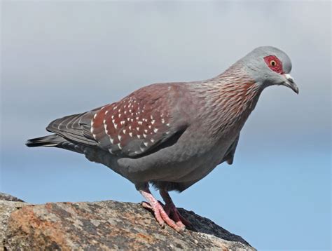 Birdwatching Cape Town | Pigeon pictures, Animals beautiful, Colorful birds