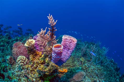 21 Reasons to Dive Bonaire in 2020 | PADI