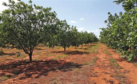 Advice on growing pecan nuts