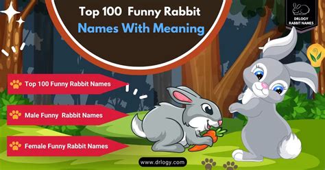 100 Best Funny Rabbit Names With Meaning - Drlogy Rabbit Names