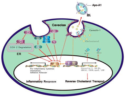 IJMS | Free Full-Text | Caveolae and Caveolin-1 Integrate Reverse ...