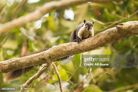 36 Black Giant Squirrel Stock Photos, High-Res Pictures, and Images ...