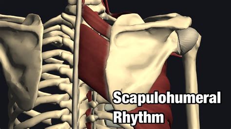 Biomechanics of scapulohumeral rhythm - YouTube