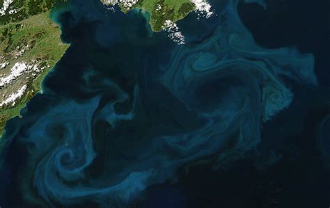 Phytoplankton Blooms Shed Light on Climate Change Effects | Mirage News