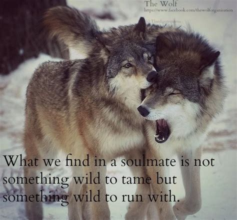 17 Best images about Wolves on Pinterest | Wolves, Wolf quotes and A wolf