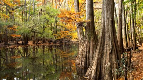 Congaree National Park | Audubon