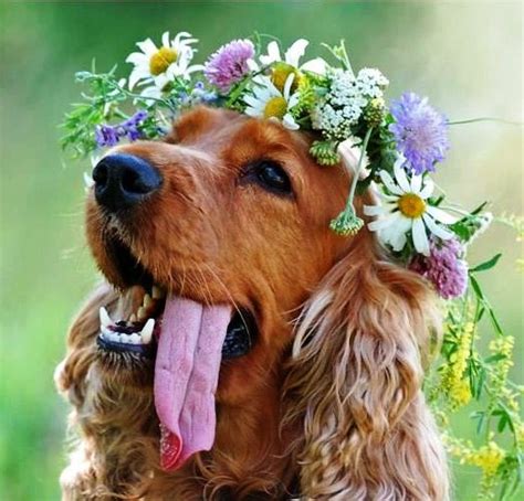 Dog flower crown | Flower child ! | Pinterest