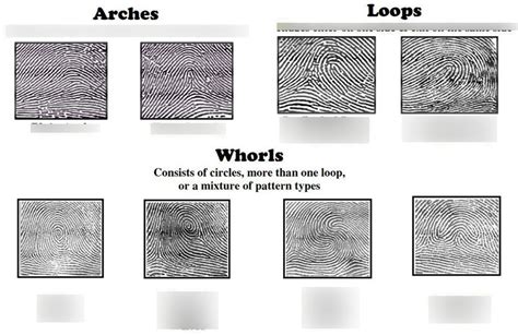 Ulnar Loop Fingerprint