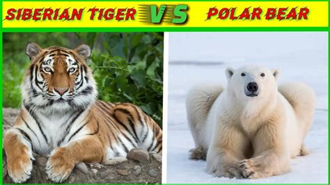 Siberian tiger vs polar bear किसकी होगी जीत?/tiger vs bear size ...