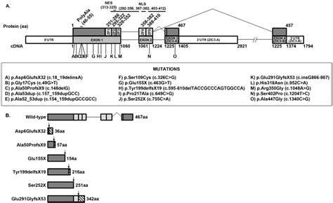 Figure 3.8 from The Genetics of Heterotaxy Syndrome | Semantic Scholar