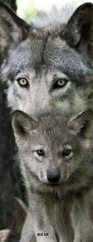 Pin by M P on Wolf | Wild dogs, Native american indian dog, Animals