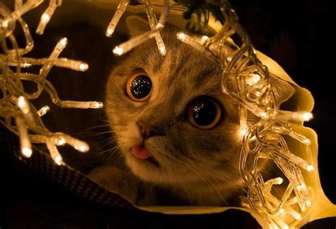 10 cats that have Christmas magic in their eyes