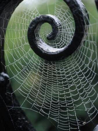 Spider web | Patterns in nature, Nature photography, Nature