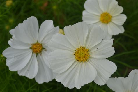 Cosmos White Flower - Green Thumb Advice