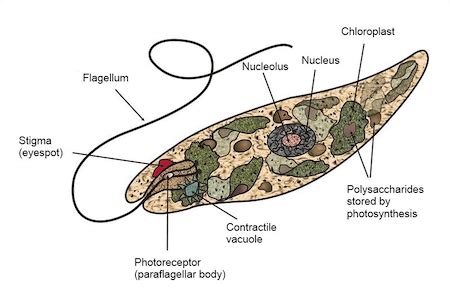 Protista Kingdom Cell