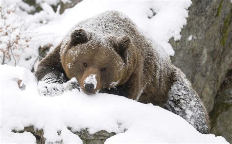 Imagenes Hilandy: Fondo de Pantalla Animales Oso nevado