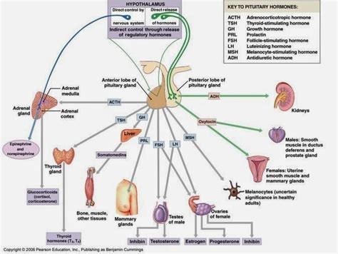 Pituitary: Hormones Produced By The Pituitary Gland