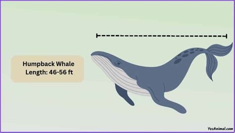 Humpback Whale Size: How Big Are They Compared To Others?