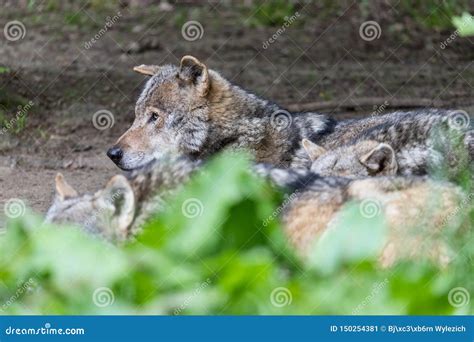 Canis lupus stock image. Image of habitat, wildlife - 150254381