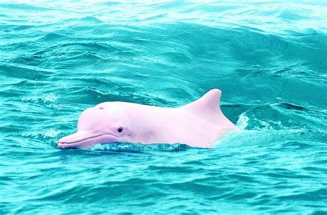 Top 10 interesting facts about pink dolphins - Getinfolist.com