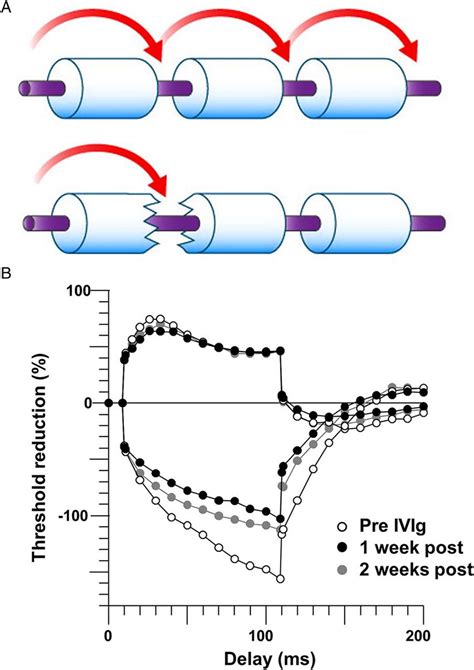 (A) Upper panel—saltatory conduction, with the nerve impulse jumping ...