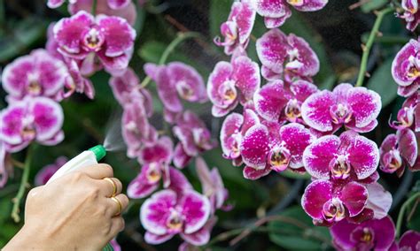 How to Water an Orchid - Care Guide & Pictures - Brilliant Orchids