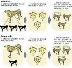 example of genetic diversity | Differbetween